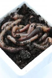 Dauwpieren 1000 Stuks