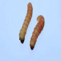 Tebo's Medium 20 Stuks